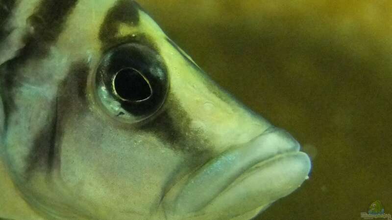 Besatz im Aquarium Tanganjikatümpel (Nur noch als Beispiel) von axolotl (26)