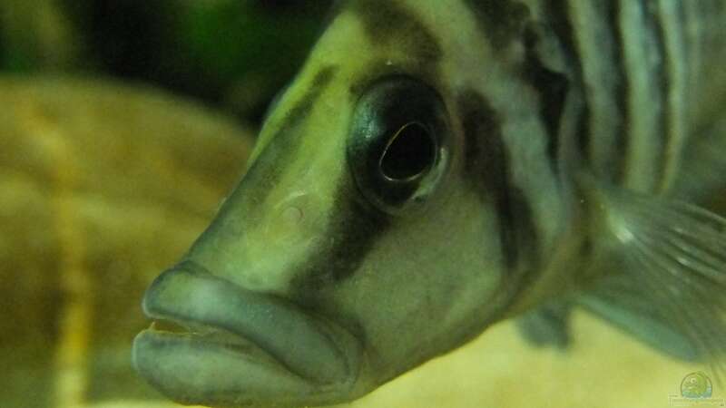 Besatz im Aquarium Tanganjikatümpel (Nur noch als Beispiel) von axolotl (30)