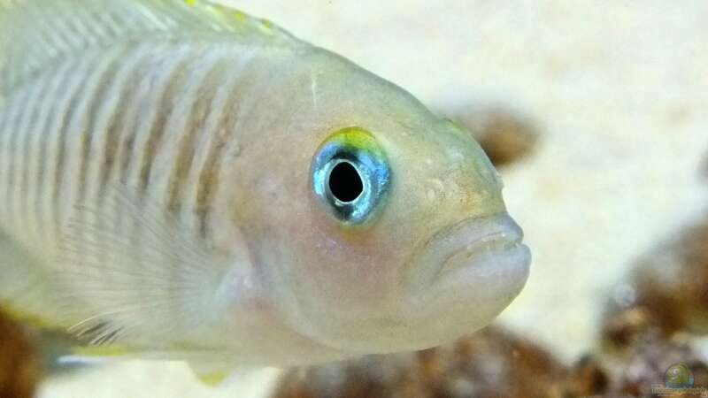 Besatz im Aquarium Tanganjikatümpel (Nur noch als Beispiel) von axolotl (36)