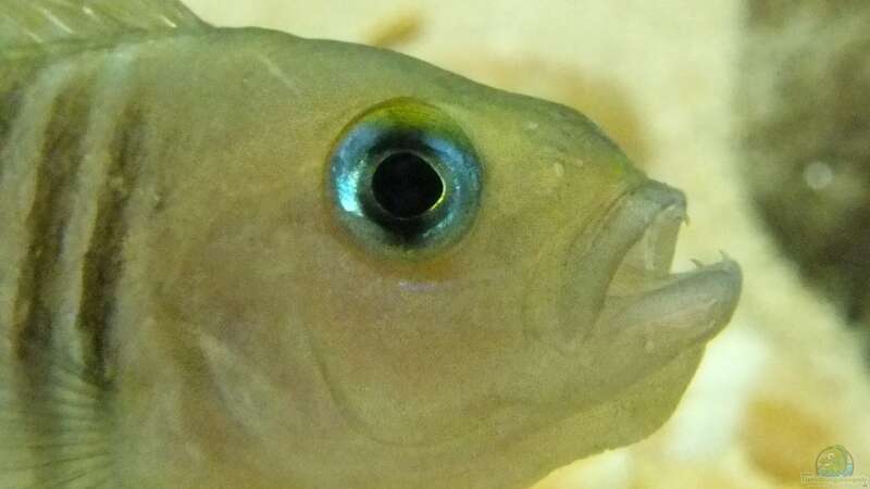 Besatz im Aquarium Tanganjikatümpel (Nur noch als Beispiel) von axolotl (37)