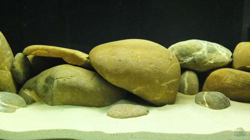 Saubere Steine ohne Bewuchs - am Anfang von axolotl (14)