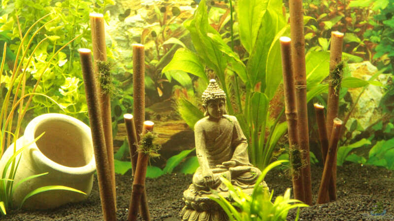 Bambus mit einem Buddha von Didi Don (9)