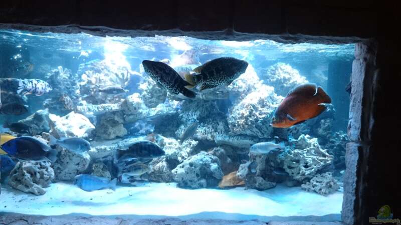 Dekoration im Aquarium Fischsuppe von Haxl (5)