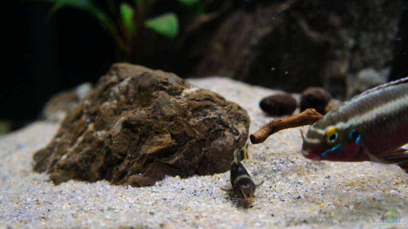Besatz im Aquarium Kongo River von Mario Köppl (43)