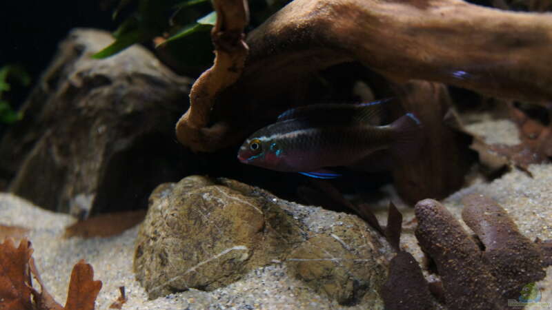 Pelvicachromis sacrimontis im Aquarium halten (Einrichtungsbeispiele für Pelvicachromis sacrimontis)  - Pelvicachromis-sacrimontisaquarium