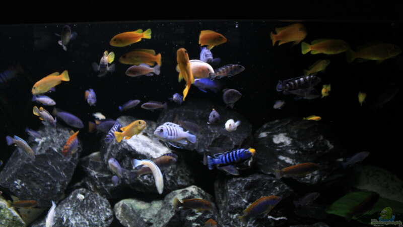 Aquarium Mbuna reef von Mbuna_Memo (5)