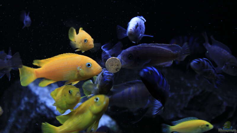 Besatz im Aquarium Mbuna reef von Mbuna_Memo (35)