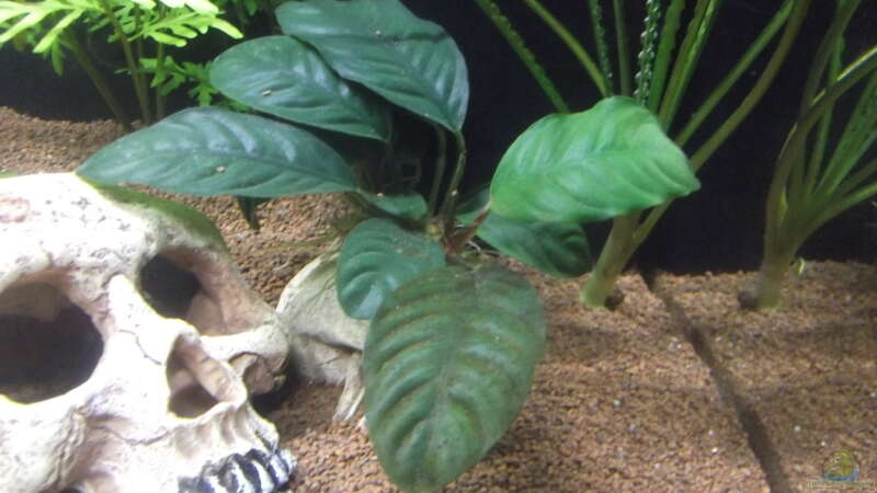 Anubias barteri var. coffeifolia (Kaffeeblättriges Speerblatt) von Aquaristricks (12)