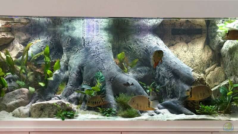 Aquarium Hauptansicht von Amazonas Tank von Dobermanfred (1)