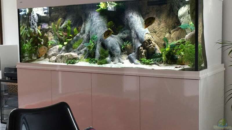 Pflanzen im Aquarium Amazonas Tank von Dobermanfred (2)