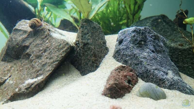 Dekoration im Aquarium green quarry von Aquaristik-Padawan (30)
