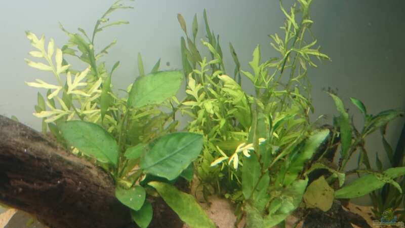 Pflanzen im Aquarium green quarry von Aquaristik-Padawan (19)
