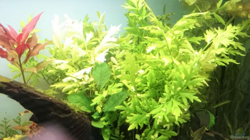 Pflanzen im Aquarium green quarry von Aquaristik-Padawan (23)