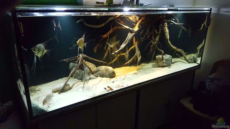 Aquarium 1000l Altum-Biotop von Der Fischer (6)