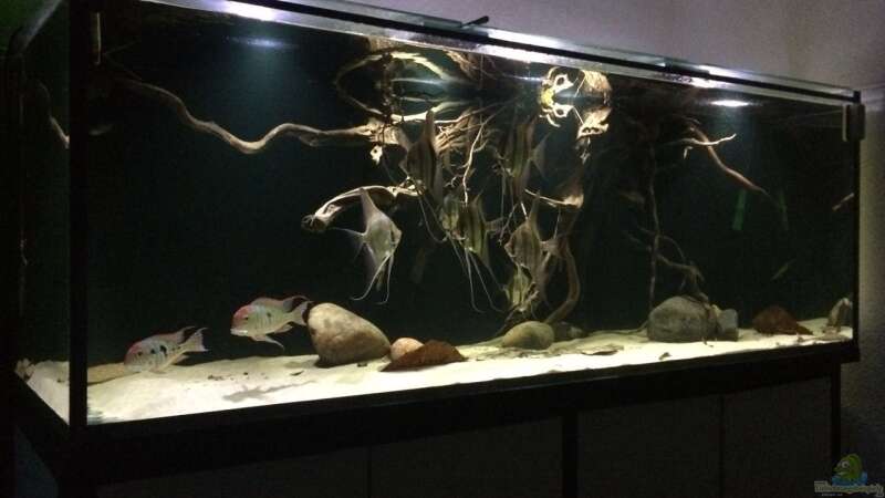 Aquarium Hauptansicht von 1000l Altum-Biotop von Der Fischer (1)