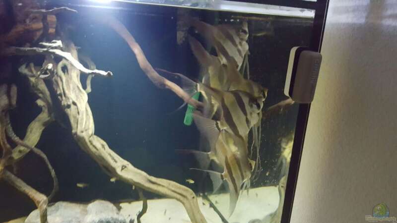 Besatz im Aquarium 1000l Altum-Biotop von Der Fischer (40)