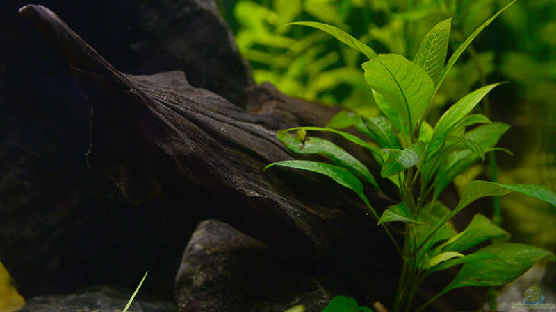 Pflanzen im Aquarium Drachental von bigbeef (9)