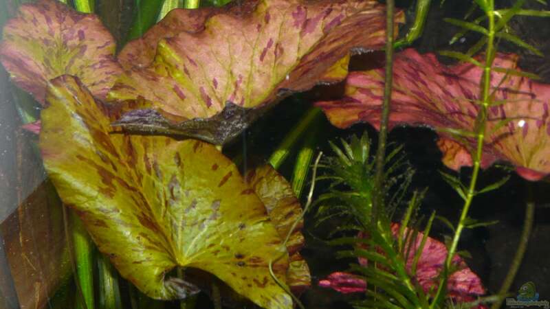 6.) Nymphaea lotus ´Zenkeri´ (rote Tigerlotus) von Ravenclaw57 (15)