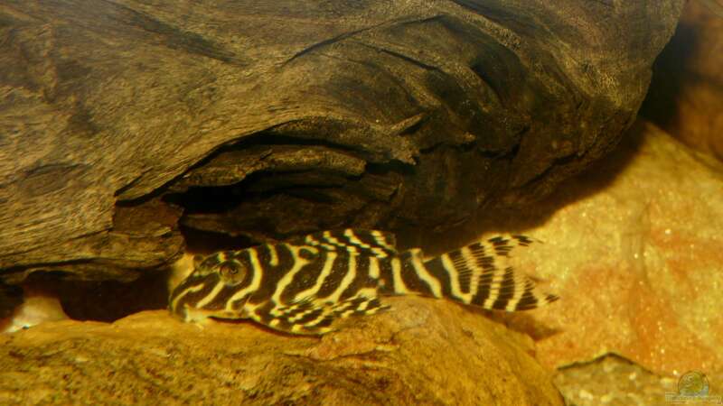 Aquarien mit Panaqolus sp. "L 2" (Tigerharnischwels)  - Tigerharnischwelsaquarium