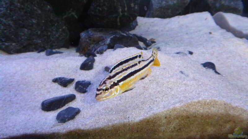 melanochromis auratus female von nadja9500 (3)