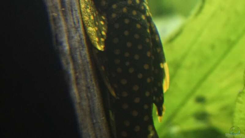 Aquarien mit Ancistrus sp. "Gold" (Goldantennenwels)  - Ancistrus-goldaquarium