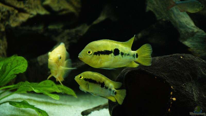 Aquarien mit Herotilapia multispinosa (Regenbogenbuntbarsch)  - Herotilapia-multispinosaaquarium