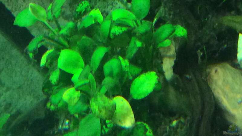 Pflanzen im Aquarium Altum Traum von Domi b (5)