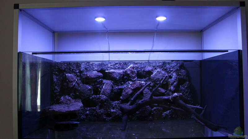 Aquarium Hypancistrus Heaven von maxheadroom (15)