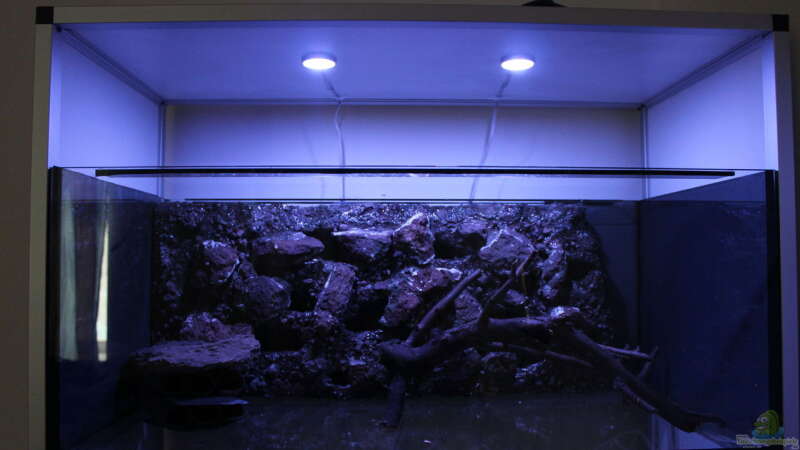 Aquarium Hypancistrus Heaven von maxheadroom (4)
