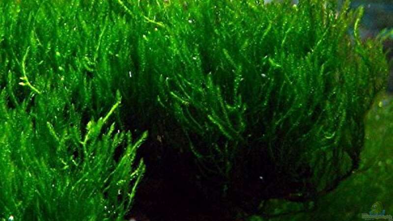 Aquarien mit Taxiphyllum spec. Flammenmoos  - Taxiphyllum-flammenmoosaquarium
