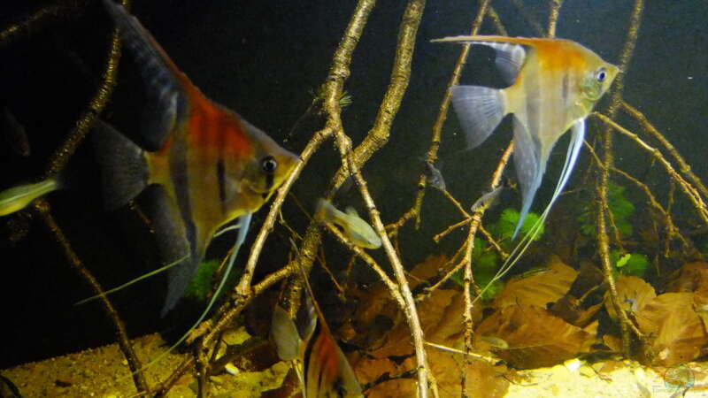 Besatz im Aquarium Dunkles Amazonasdikicht von ManiacXL (58)