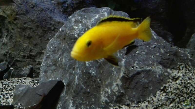 Labidochromis Yellow von Heike Fuchs (60)