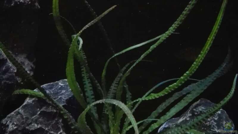Pflanzen im Aquarium Becken 32689 von Heike Fuchs (17)
