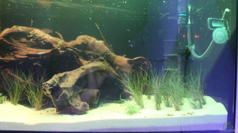 Aquarium Panaqolus Heaven von maxheadroom (19)