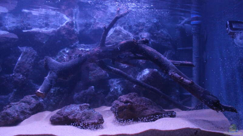 Aquarium Panaqolus Heaven von maxheadroom (27)