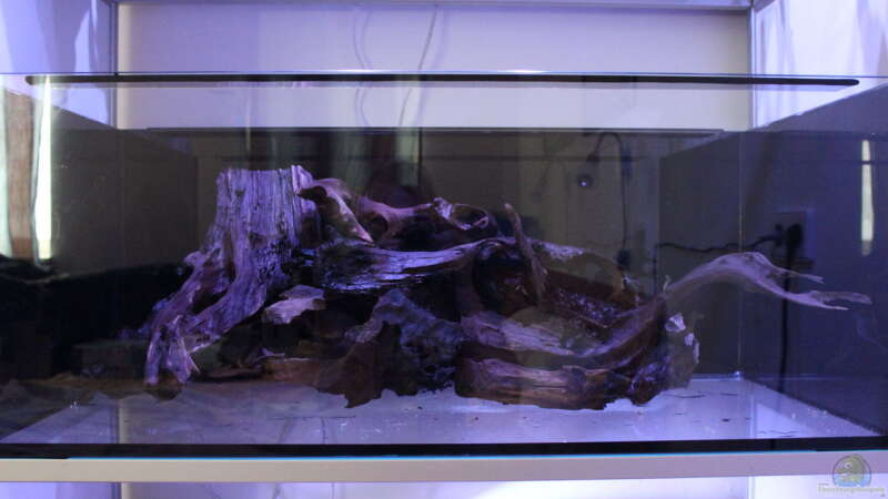 Dekoration im Aquarium Panaqolus Heaven von maxheadroom (53)