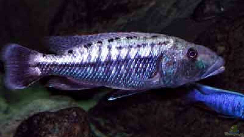 Tyrannochromis maculiceps von Heiko Gröschel (21)