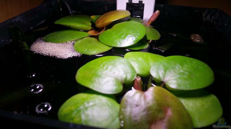 Pflanzen im Aquarium Kampffisch Nanobecken von nadja9500 (2)