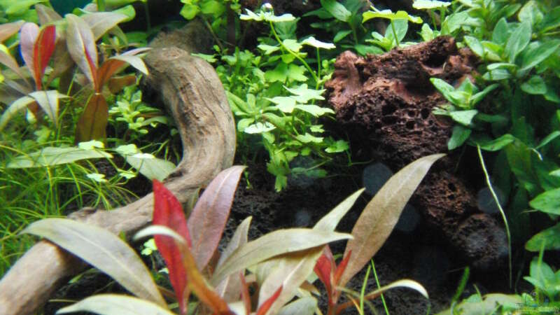 Pflanzen im Aquarium Gesellschaftsbecken von Bestandteil (42)