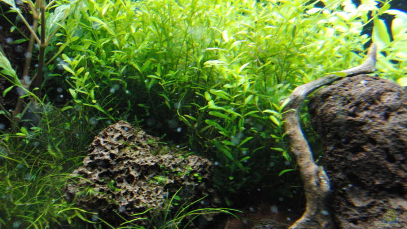 Pflanzen im Aquarium Gesellschaftsbecken von Bestandteil (43)