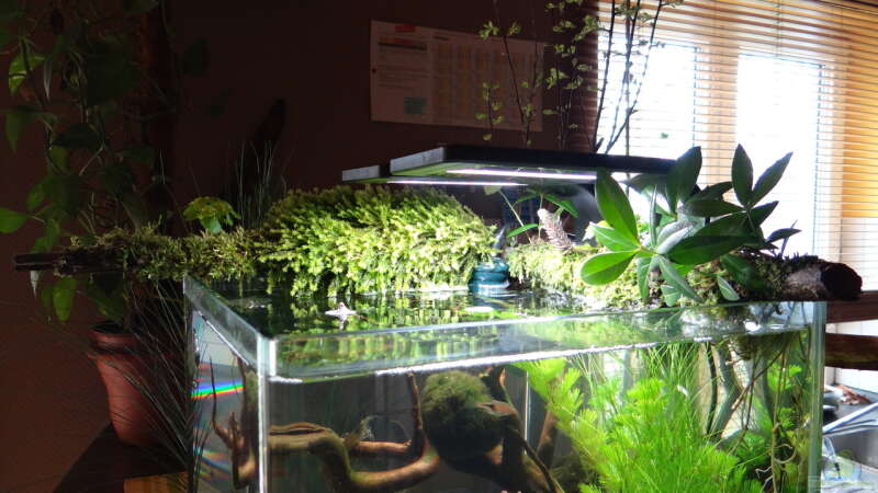 Aquarium Miniunterwasserwelt von mcfly (13)