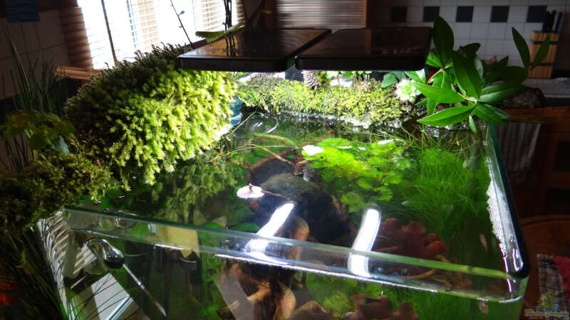 Aquarium Miniunterwasserwelt von mcfly (17)