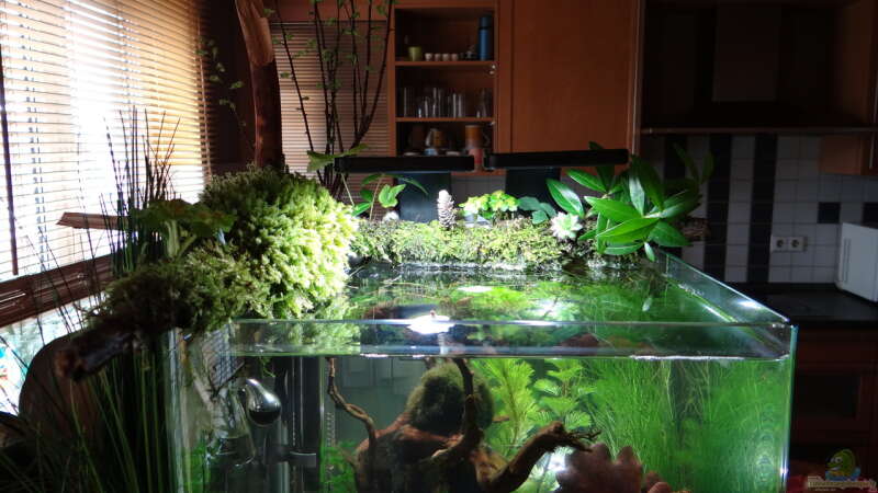 Aquarium Miniunterwasserwelt von mcfly (18)