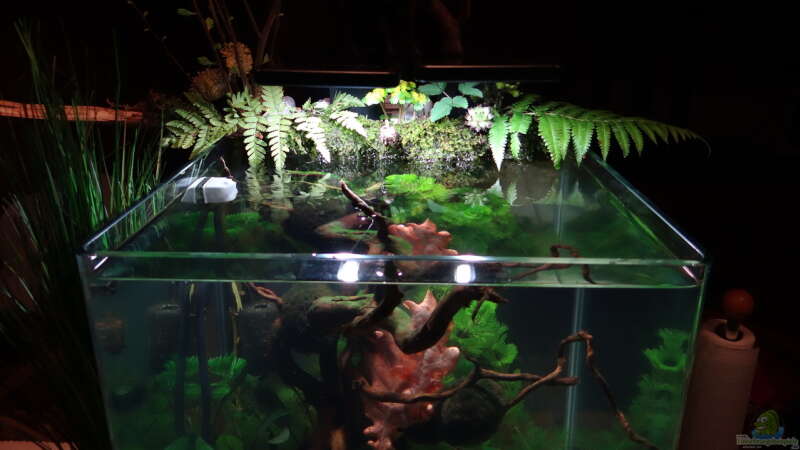 Aquarium Miniunterwasserwelt von mcfly (22)