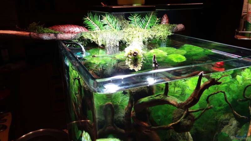 Aquarium Miniunterwasserwelt von mcfly (24)