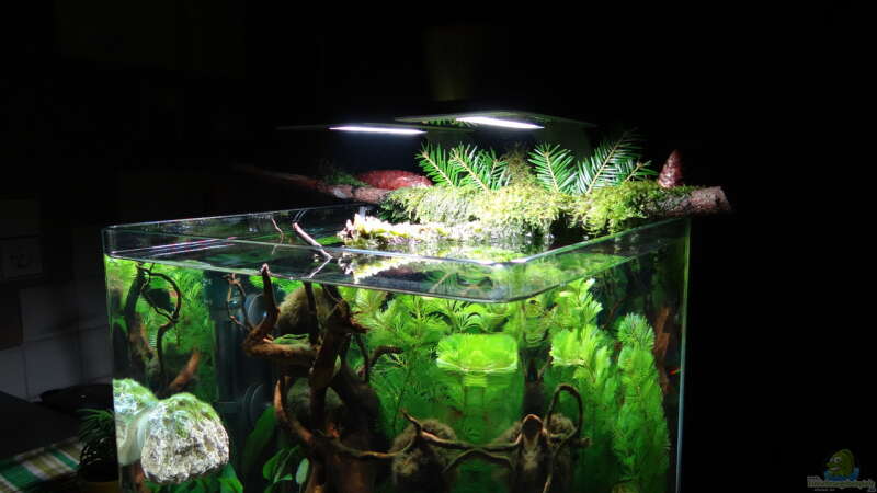 Aquarium Miniunterwasserwelt von mcfly (25)
