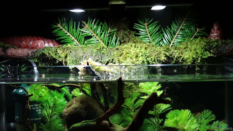 Aquarium Miniunterwasserwelt von mcfly (28)