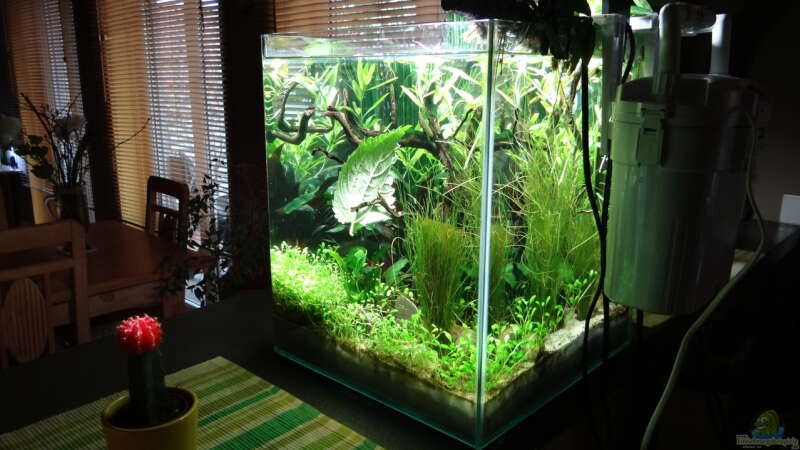 Aquarium Miniunterwasserwelt von mcfly (2)