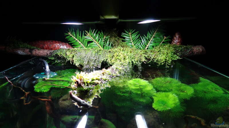Aquarium Miniunterwasserwelt von mcfly (30)