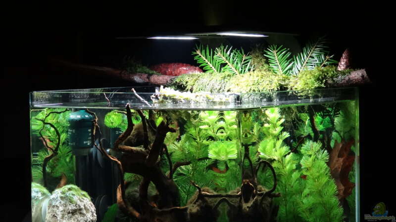 Aquarium Miniunterwasserwelt von mcfly (31)